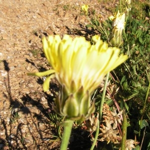  - Crepis albida subsp. albida