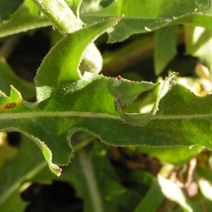 - Crepis albida subsp. albida