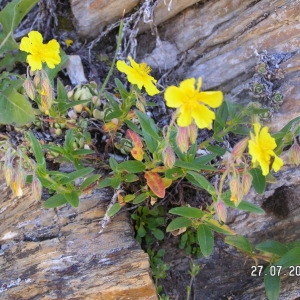  - Helianthemum canum (L.) Baumg. [1816]