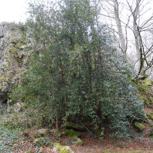 Photographie n°208427 du taxon Ilex aquifolium L. [1753]