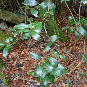 Photographie n°208428 du taxon Ilex aquifolium L. [1753]