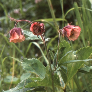 Photographie n°208452 du taxon Geum rivale L. [1753]