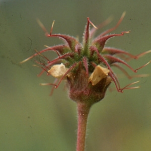  - Geum pyrenaicum Mill. [1768]