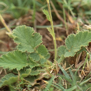  - Geum pyrenaicum Mill. [1768]