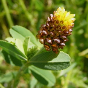  - Trifolium spadiceum L.