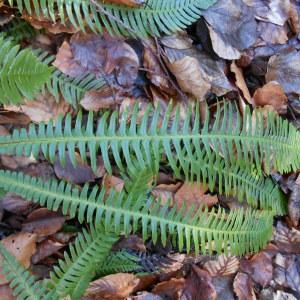  - Blechnum spicant (L.) Roth [1794]