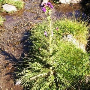 Photographie n°208475 du taxon Cirsium palustre (L.) Scop. [1772]