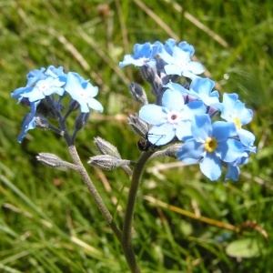 Photographie n°208490 du taxon Myosotis alpestris F.W.Schmidt [1794]