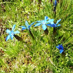 Photographie n°208493 du taxon Gentiana verna subsp. verna