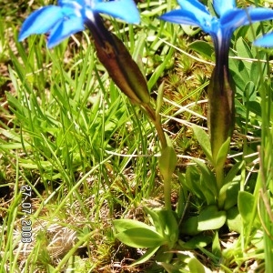 Photographie n°208494 du taxon Gentiana verna subsp. verna