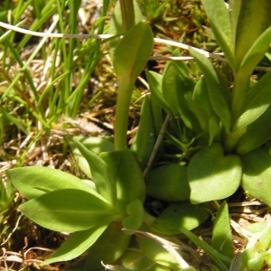 Photographie n°208495 du taxon Gentiana verna subsp. verna