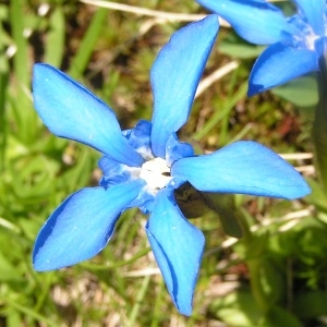 Photographie n°208496 du taxon Gentiana verna subsp. verna