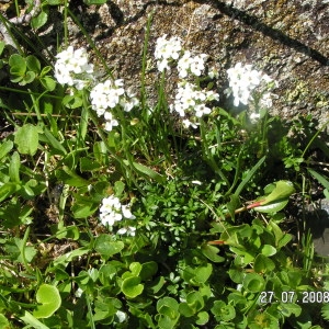  - Hornungia alpina subsp. alpina