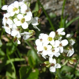 Pritzelago alpina (L.) Kuntze subsp. alpina (Cresson de chamois)