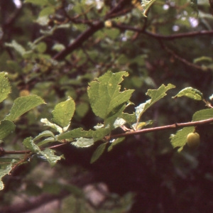 Photographie n°208505 du taxon Prunus brigantina Vill. [1786]
