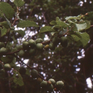  - Prunus brigantina Vill. [1786]