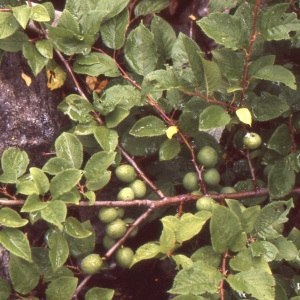 Photographie n°208508 du taxon Prunus brigantina Vill. [1786]