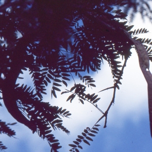 Photographie n°208511 du taxon Gleditsia triacanthos L. [1753]