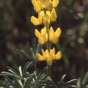 Photographie n°208512 du taxon Lupinus luteus L. [1753]