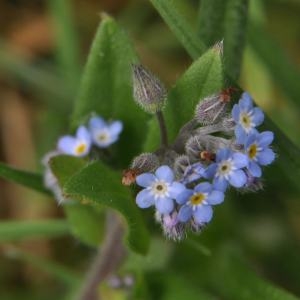 Photographie n°208546 du taxon Myosotis arvensis (L.) Hill [1764]