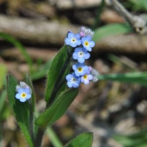 Photographie n°208547 du taxon Myosotis arvensis (L.) Hill [1764]