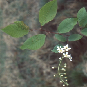  - Prunus padus L. [1753]