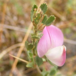 Ononis spinosa L. subsp. spinosa (Bugrane épineuse)