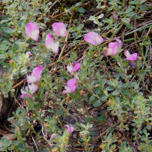 Photographie n°208565 du taxon Ononis rotundifolia L. [1753]