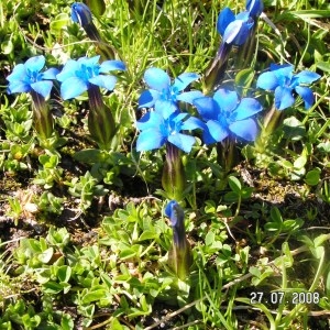 Photographie n°208568 du taxon Gentiana verna subsp. verna