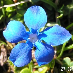 Photographie n°208569 du taxon Gentiana verna subsp. verna