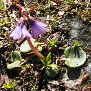  - Soldanella alpina subsp. alpina