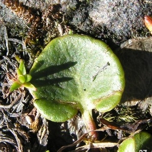  - Soldanella alpina subsp. alpina