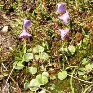  - Soldanella alpina subsp. alpina