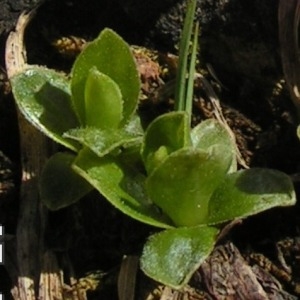  - Primula integrifolia L. [1753]