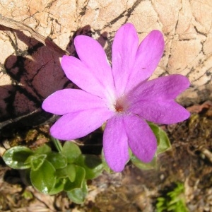  - Primula integrifolia L. [1753]