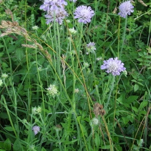 Photographie n°208592 du taxon Knautia arvensis (L.) Coult. [1828]