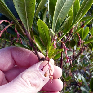 Photographie n°208599 du taxon Arbutus unedo L. [1753]