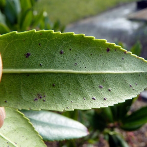 Photographie n°208600 du taxon Arbutus unedo L. [1753]