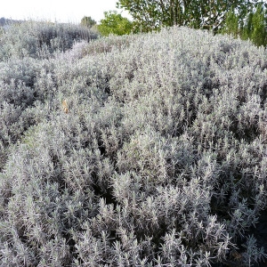 Photographie n°208616 du taxon Lavandula angustifolia Mill. [1768]
