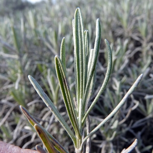  - Lavandula angustifolia Mill. [1768]