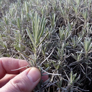 Photographie n°208618 du taxon Lavandula angustifolia Mill. [1768]