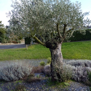  - Olea europaea L. [1753]