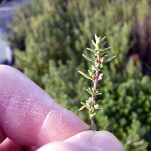 Photographie n°208648 du taxon Thymus vulgaris L. [1753]