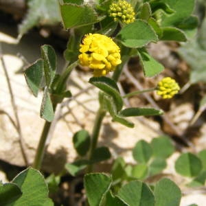 Photographie n°208683 du taxon Medicago lupulina L.