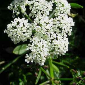 Conopodium majus subsp. mutabile (Miégev.) P.Fourn. (Conopode des Pyrénées)