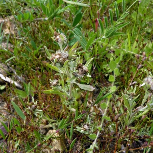 Photographie n°208697 du taxon Gnaphalium uliginosum L. [1753]