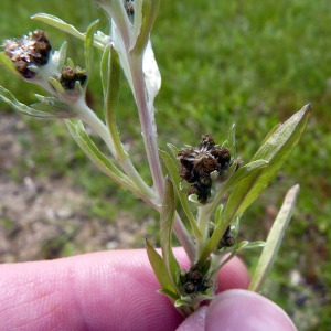 Photographie n°208698 du taxon Gnaphalium uliginosum L. [1753]