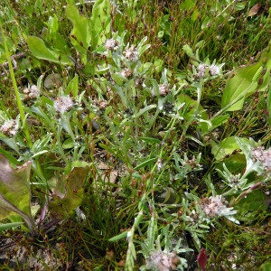 Photographie n°208699 du taxon Gnaphalium uliginosum L. [1753]