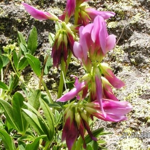 Photographie n°208728 du taxon Trifolium alpinum var. alpinum