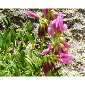 Trifolium alpinum L. var. alpinum